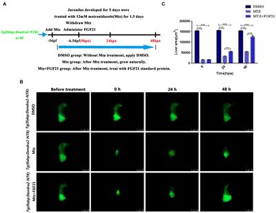 Fibroblast Growth Factor 21 Augments Autophagy and Reduces Apoptosis in Damaged Liver to Improve Tissue Regeneration in Zebrafish